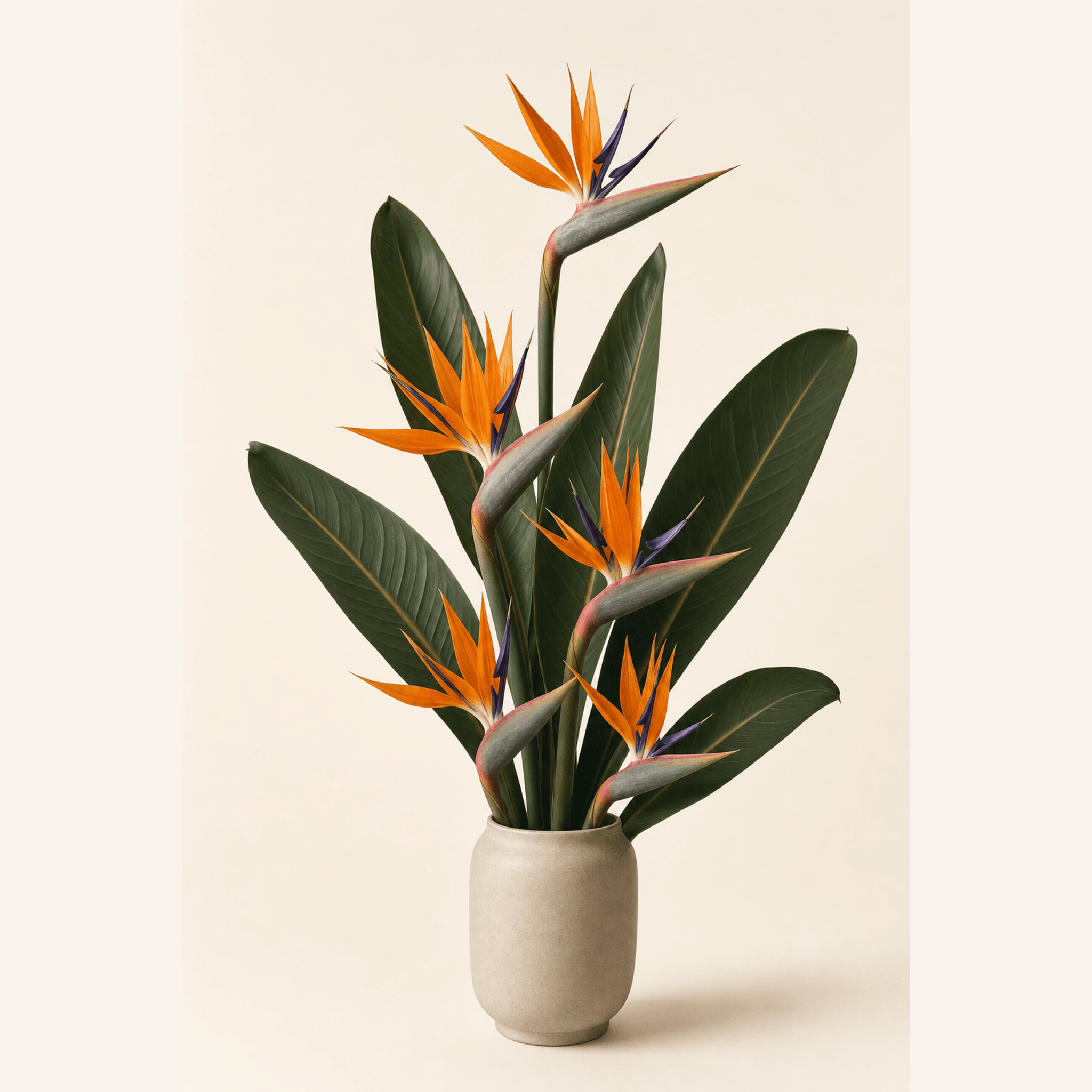 Orange and purple bird of paradise flowers with green leaves in a cream ceramic vase