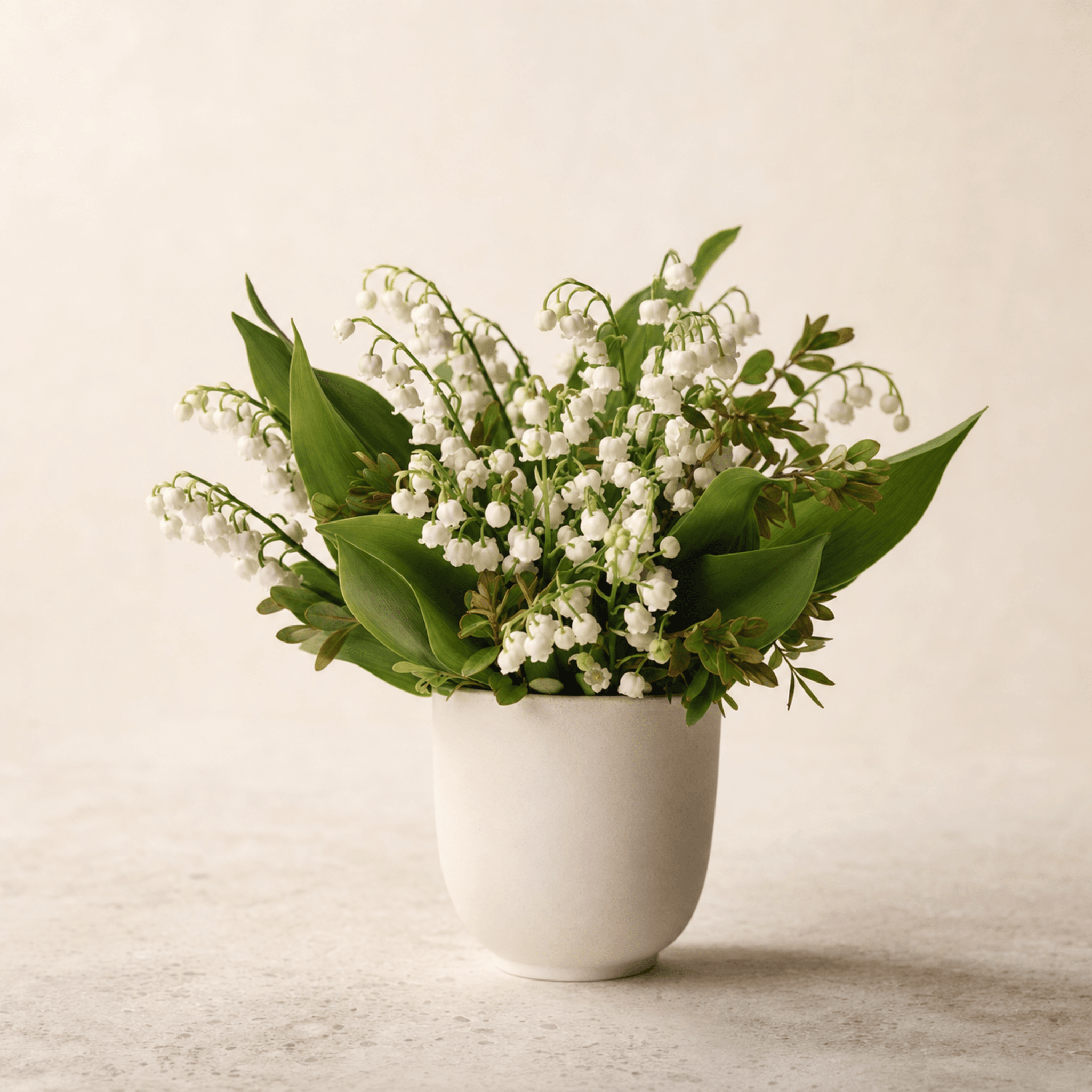 White lily of the valley with broad green leaves in a white ceramic pot