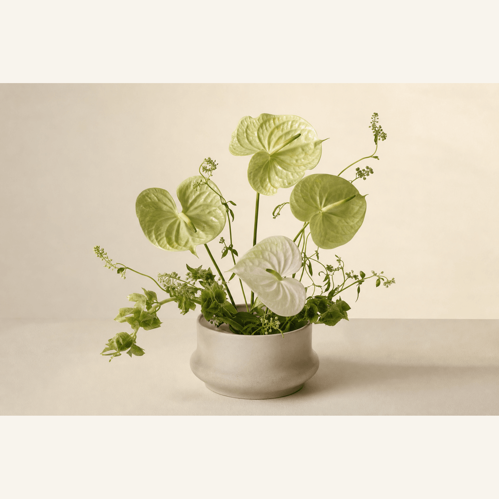 White and green anthurium blooms arranged in a low round ceramic pot with trailing ivy